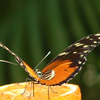 Wolfgang_Mocker