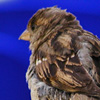 Wolfgang_Mocker